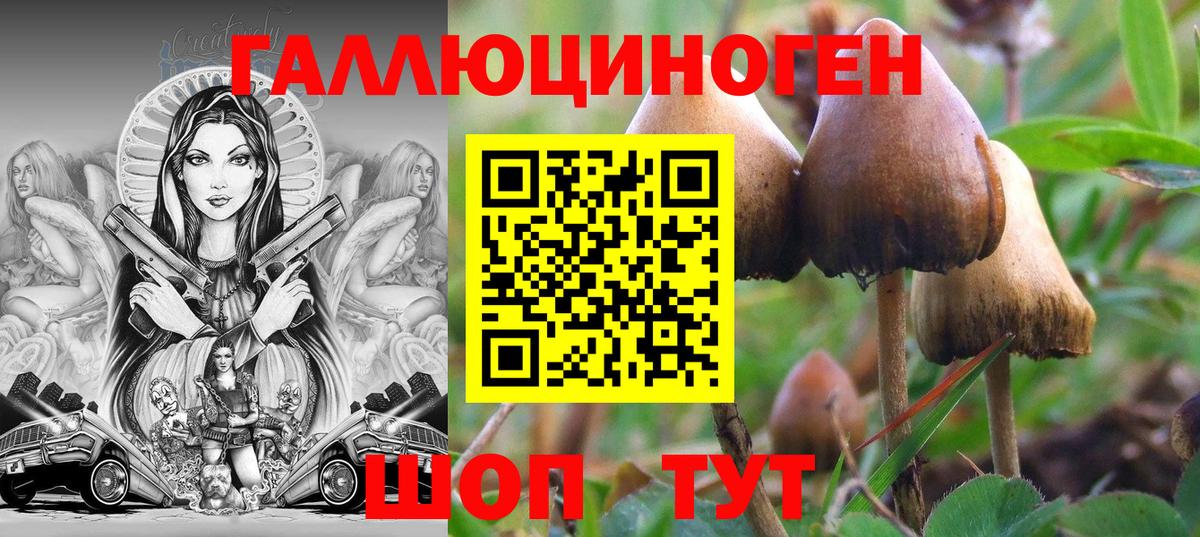 Галлюциногенные грибы Psilocybine cubensis Зима